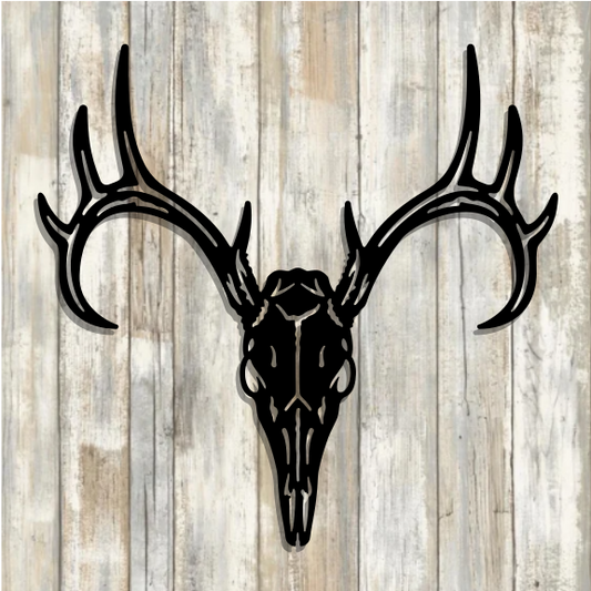 White Tail Deer Skull